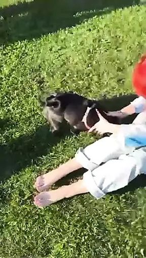 The_Dramma_Queen video