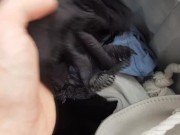 Cum on dirty panties - panty raid from laundry