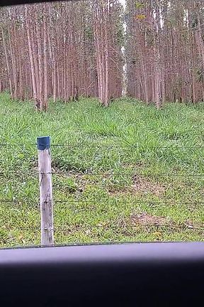 Flash Cock to a Girl in the Car!