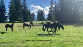 Wild horses