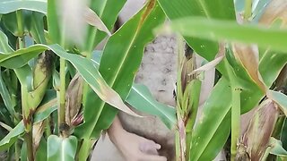 bigcockmasturbation: solo boy masturbating in corn