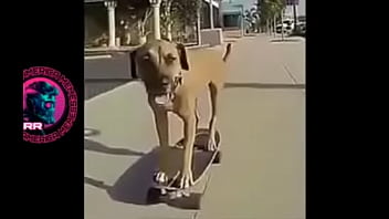 Cachorr&atilde_o botando pra fuder no skate ao som bugado de Charlie Brown Jr