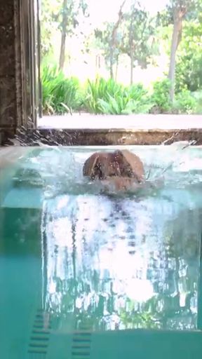 Dog swimming in pool
