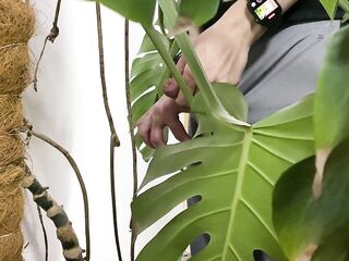 Peed in a monstera in the office whilst everybody went to lunch