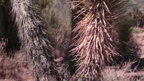 s&uuml;ndige Neugier entgleist mit frechen College-Girls (18+)