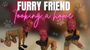 furry friend looking a home