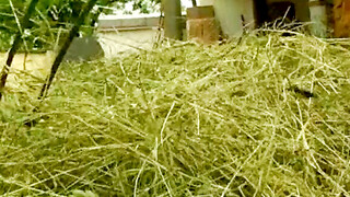 Rustic Revival Laras Haystack Orgasmic Escapade