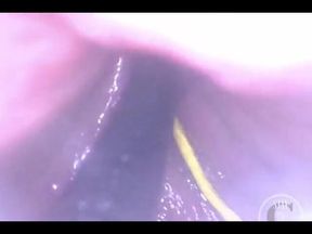 POV of the Apple Entering Her Ass