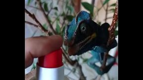 Nos 2 amours, Gaston le Cameleon et Josephine la Lapine ?#animallove