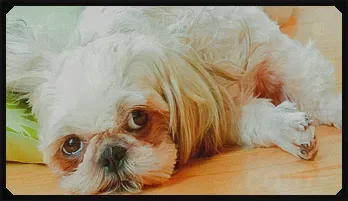 Asian amateur scene with horny Japan model Risa O.  Mobile friendly