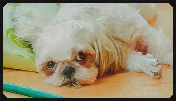 Asian amateur scene with horny Japan model Risa O.