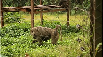 A strange meeting in a park between two tourists during their visit who meets the eyes and decides to walk together to kiss for a moment of pleasure Inedit