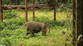 A strange meeting in a park between two tourists during their visit who meets the eyes and decides to walk together to kiss for a moment of pleasure Inedit