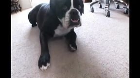 This perfect sexy milf with big tits is ideal to please with a big black cock