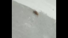 Sexo de Anal  mosquitos ao som de Lil raffa.