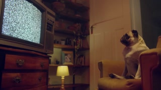 BENEFIT MONKEY: Tiffany Tatum eats my cock with her beautiful blue eyes