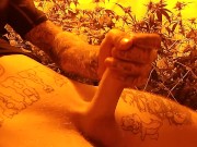 une branlette dans mon champ de cannabis
