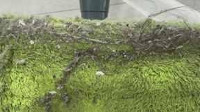 Lick my dirty floor rag after I've cleaned the floor and swallow my spit, you pathetic floor-cleaning loser