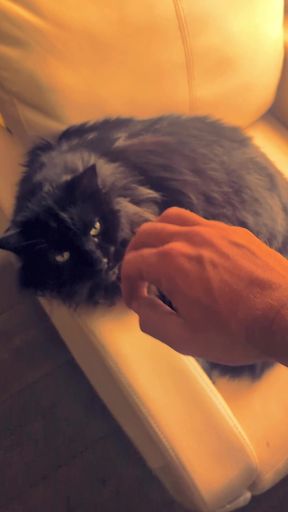 Cat being petted by hand