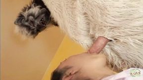Yeti guy's loud noises as female sucks his huge dick