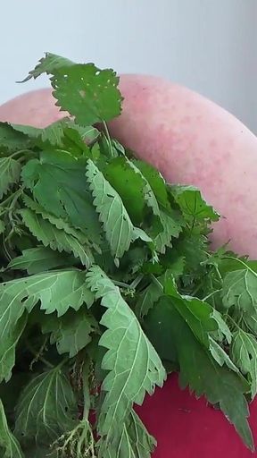 Nettles Work a Submissive Cunt in and Out