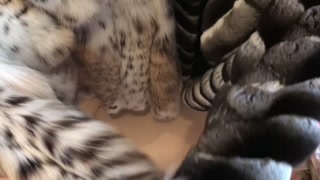 Double luxury fur fan