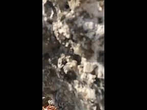 Angel Emily - Blacked On The Beach - Interracial