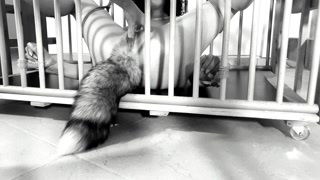 My kitty love to cum and squirt - Bondage pussy and ass playing Bdsmlovers91