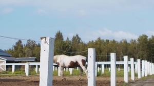 Men: Riding Hard with Ranch Hand
