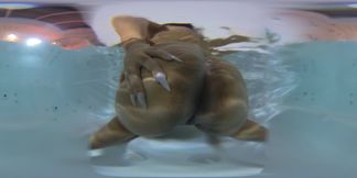 Horny at Night in the Hot Tub (pamela Panda)