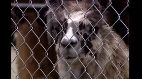 Riding beauty takes an extreme pounding