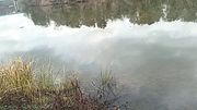 HUGE ALLIGATOR FLOATING IN RIVER! ALLIGATORS EVERYWHERE!!!!