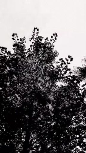 Slutboyben CAM4 Huge Sissy Horse Cock in Public 🌶🌶🌶🌶🌶💕🐷💕🐷💕🐷🐖🐷