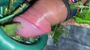 Nettle masturbation hard dick nettles play