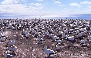 Wildlife