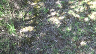 Nude beach voyeur was SHOCKED when I started pissing in front of him