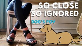 POV DOG UNDER DESK - So close, so ignored
