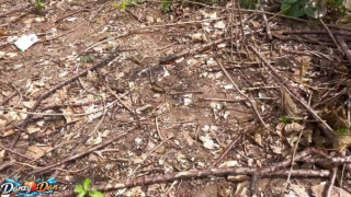 Sesso anale all'aperto senza preservativo: gay amatoriali prendono enormi cazzi neri senza protezione