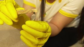 Giantess Stepsister humiliates tiny stepbrother giantess stepsister has a yellow latex dishwashing glove because she likes to wear gloves and humiliates tiny stepbrother