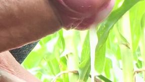 Worldwide Viral Desi Hunk Solo Action Vol 13 - Premium Faceless Amateur Close-up Intense Stroking Masterclass 4K