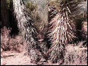 Stunning blonde with perfect tits gets her tight pink cunt drilled on the beach