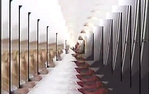 Naughty tranny lesbians have fun