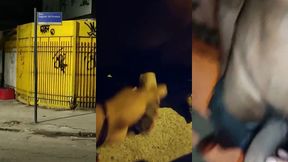 ruazinha do leite em madureira