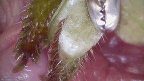 nettles on big clit - just the close-ups