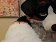 Horny murrsuiter AngryBarks licks and teases ManedStripes