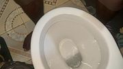Up Close Desperately Pee in Toilet - Piss Relief