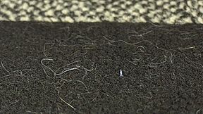 Sativa Feti Walks Around With Shrunken Step-Son On Her Socks (SD 720p WMV)