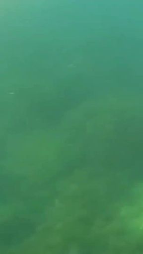 Did You Already See Y Swimming Video?