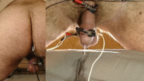 estim doggy style milking