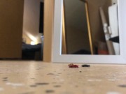 Tiny Car Crush